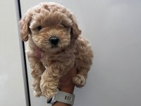 Anne maltipoo baba toy poodle
