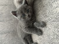 British Shorthair Kedisi