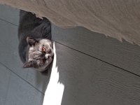 1 yaşında british shorthair