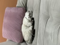 Scottish fold kızıma yuva arıyorum
