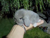 Blue Hollanda Lop Taddy Tavşan