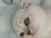 Blue point scottish fold yavrular