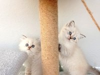 KEDİLER BÖYLE GÜZELİ BAŞKA YOK