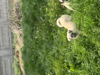 Pug mix dişi