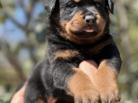 Şecere Soy Kütüğünden Rottweiler Yavrular