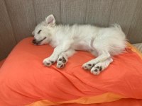 5 aylık japon spitz yavru