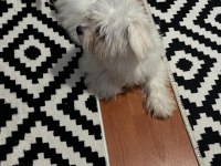6 aylık maltese terrier