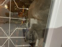 Scottish fold paskalımı sahiplendirmek istiyorum