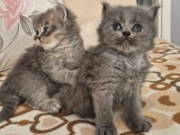 BRİTİSH Yavruları Koca kafalı