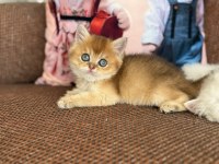 Efsane Güzellikte Üst Kalite Bebek Kediler
