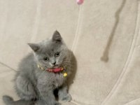 Saf kan british shorthair kediler