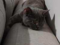 British shorthair kedimiz eşyaları ile sahiplendirilecektir