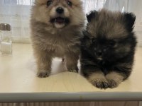 Pomeranian boo 3,5 aylık