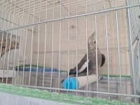 Damızlık Yetişkin Grey Dişi Sultan Papağanı