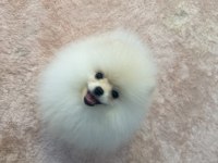 Mikro pomeranian dişi köpeğimiz