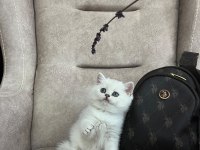 British Shorthair Dünya Tatlısı Yavrular