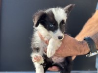 Ankarada en güzel border collie yavrularımız