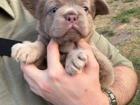 French Bulldog Yavru Köpekler