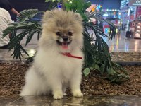 Pomeranian boo tea cup dişi