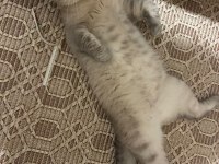Scottish fold meleğimize yuva arıyoruz