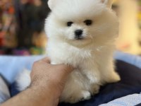 BİBLO GÜZELLİĞİNDE SHOW KALİTE POMERANİAN BOO