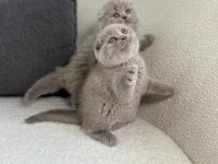 Show Class Scottish Fold Prensesler