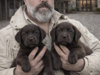 Köpeklere fısıldayan adam güvencesi ile Labrador yavrsu