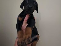 Doberman Yavru