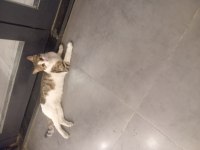 Ücretsiz kedimizi sahiplendirme