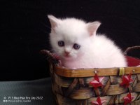 Mavi Gözlü British Shorthair Yavrular