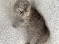 Safkan Scottish Fold Longhair Yavru