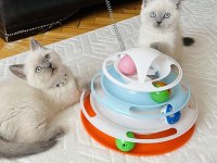 Safkan blue point son bir adet british shorthair
