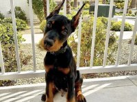 HASIM SİLEN DOBERMAN YAVRULARI