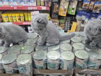 Dünya tatlısı çok çok özel scottish fold bebekler