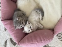 Scottish fold bebekler