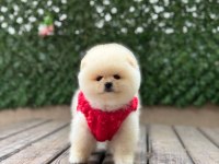 Orjinal Pomeranian Boo Yavrular