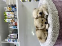 35 günlük safkan pomeranian boo yavrular