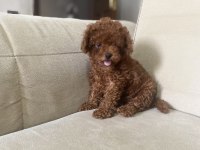 4 aylık erkek orjinal toy poodle