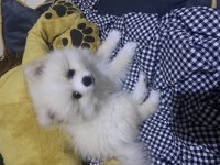 6 aylık aşıları bitmiş dişi pomeranian boo