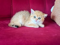 SAFKAN BRİTİSH SHORTHAİR GOLDEN DIŞI YAVRU