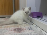 British shorthair 2.5 aylık sahiplendirilecektir
