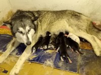 ANNE ALTINDA HUSKY YAVRULARİ YER ALANYA MAHMUTLAR