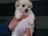 Mini Boy Maltipoo Bebekler