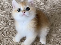 Safkan British Shorthair Golden Ny12 Etkek Yavru