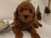 İzmirde Kore Poodle Yavru