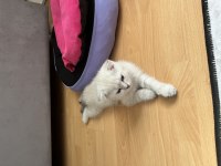 3 aylık dişi scottish fold