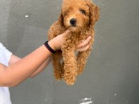 Yavru Red Toy Poodle Köpeklerimiz