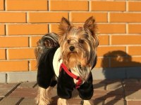 Çok akıllı zeki morkie