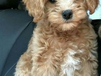 Maltipoo Uygun bütçe Orjinal Tüy dökmez her renk