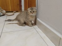 Sahibinden scottish fold